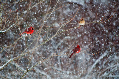 Close-up of cardinals in a tree in the snow