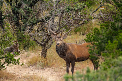 Deer standing on field