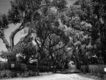 Street amidst trees against sky