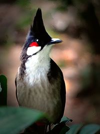 Close-up of a bird