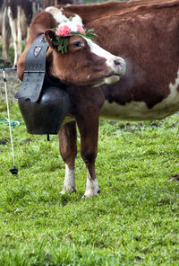 Horse standing on field