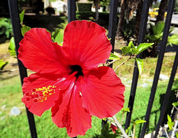 Close-up of red flower