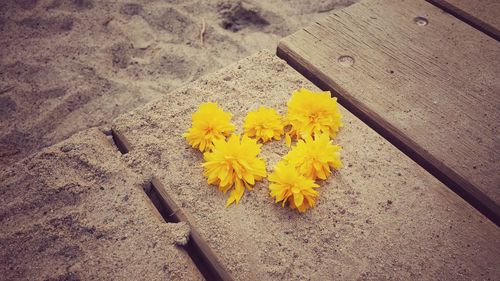 Close-up of yellow flowers