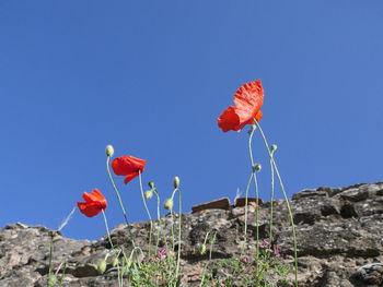 Low angle view of red poppy against blue sky