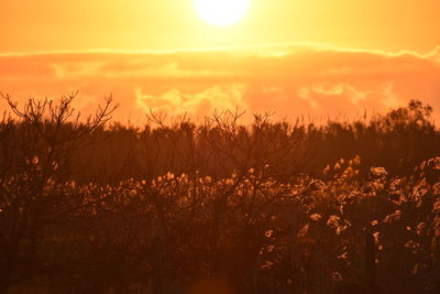 Plants growing on field against sky during sunset