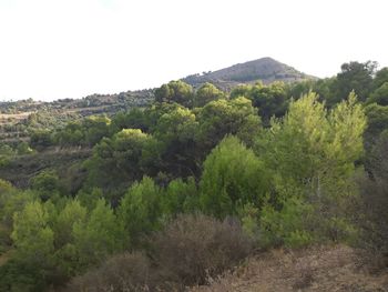 Scenic view of forest against clear sky