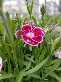 Close-up of pink flowers