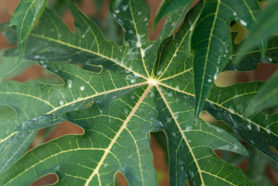 Close-up of green leaves