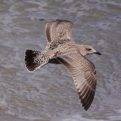 Close-up of eagle flying