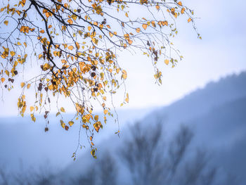 Low angle view of tree against sky