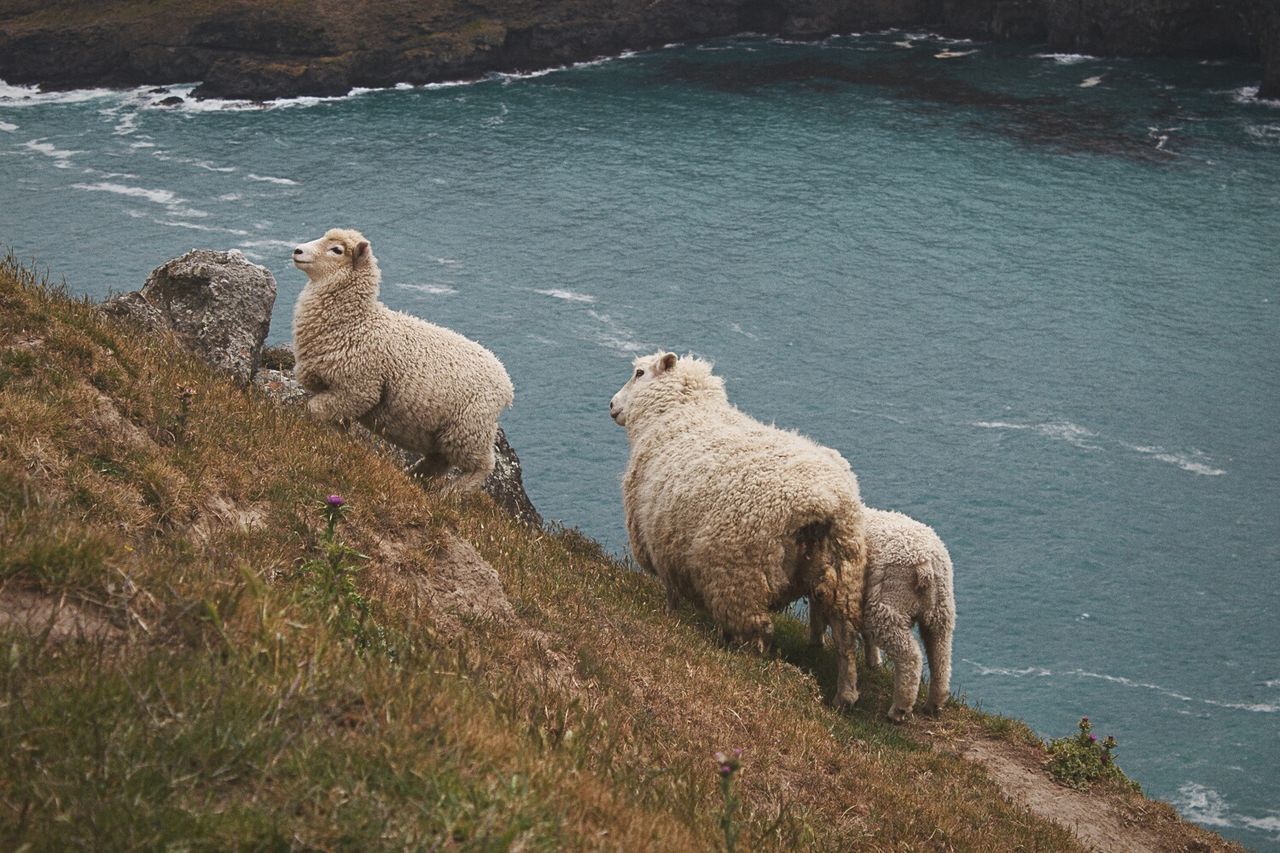 animal themes, animals in the wild, water, mammal, wildlife, relaxation, rock - object, sitting, two animals, nature, animal family, lake, one animal, grass, sheep, young animal, day, togetherness, three animals, outdoors