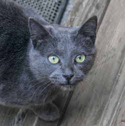 Close-up portrait of cat