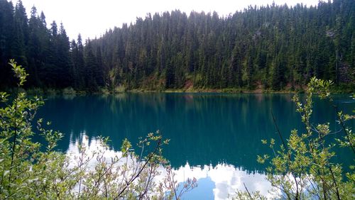 Scenic view of calm lake in forest