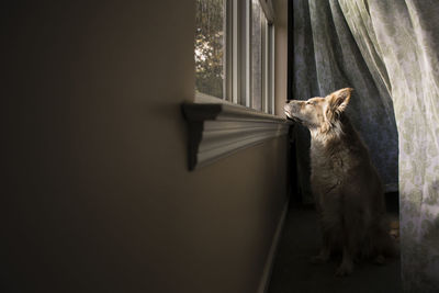 Dog looking through window while sitting at home