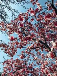 Low angle view of tree against sky