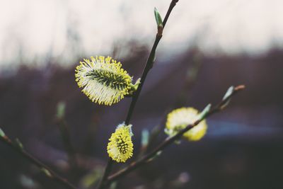 Close-up of yellow flowering plant