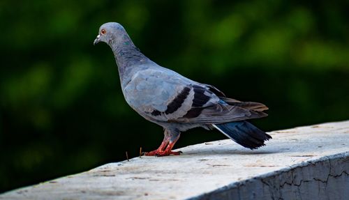 Close-up of pigeon perching on retaining wall