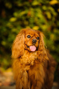Close-up of cavalier king charles spaniel panting outdoors