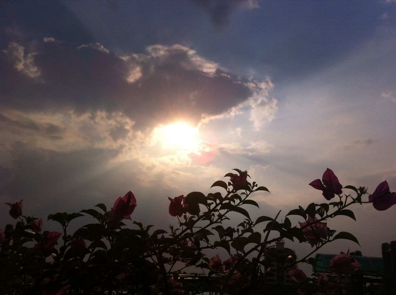 sun, sky, sunbeam, sunlight, low angle view, beauty in nature, lens flare, cloud - sky, nature, tranquility, growth, silhouette, tree, sunset, tranquil scene, scenics, cloud, outdoors, no people, bright