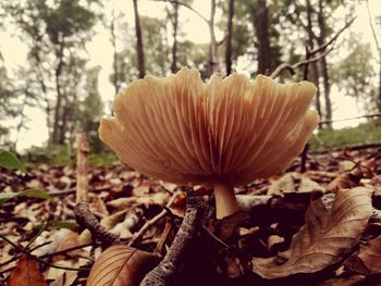 Close-up of mushroom growing in forest