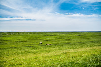 Wadden sea with sheep on green pasture or the dike in sunny weather