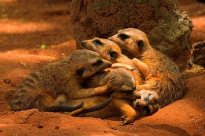Meerkats relaxing on field