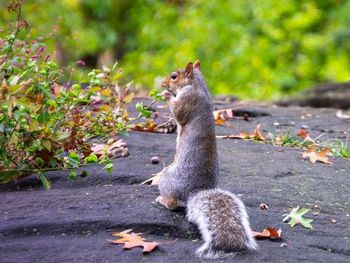 Squirrel on tree