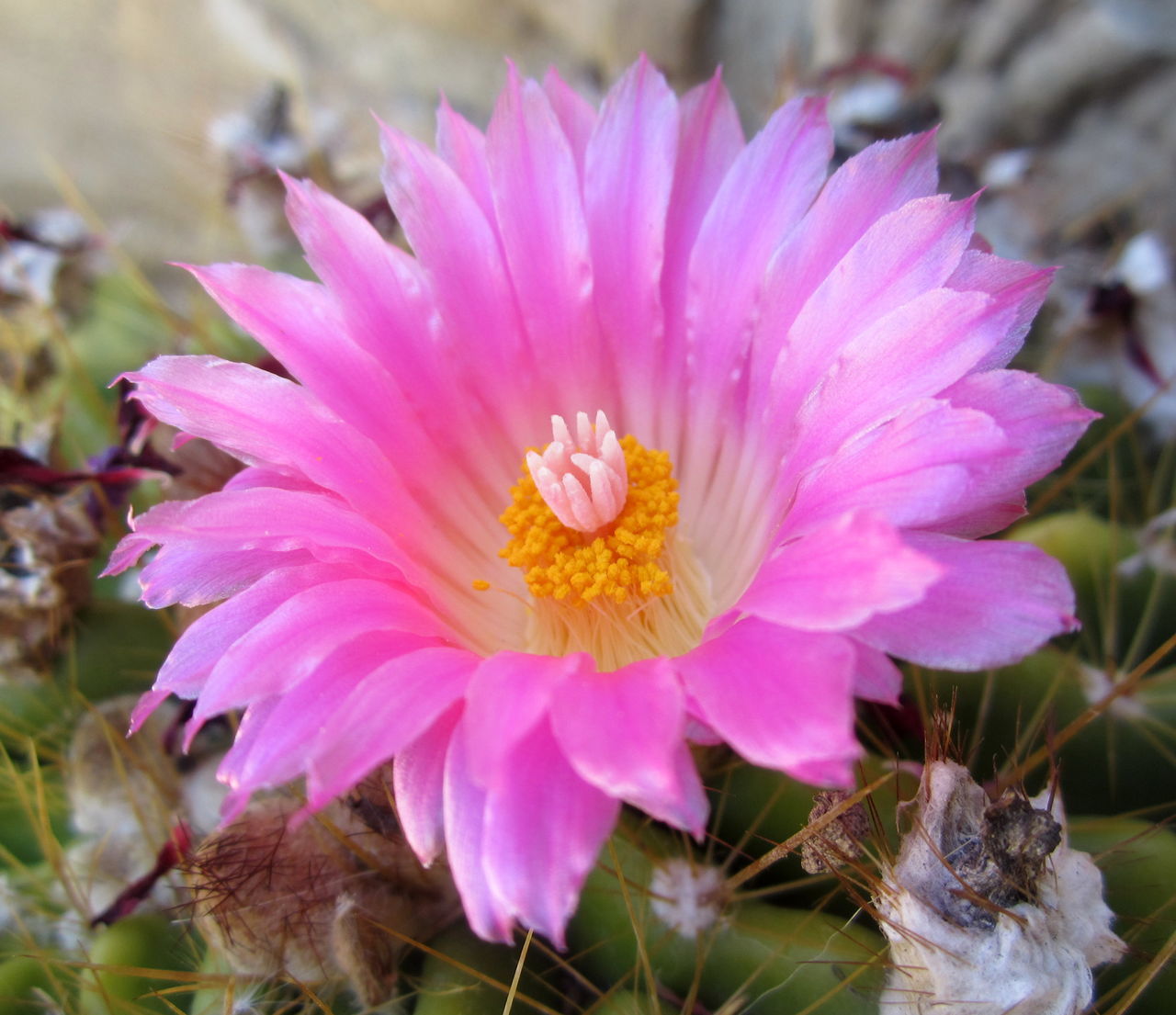 flower, flowering plant, plant, beauty in nature, freshness, pink, petal, close-up, flower head, nature, fragility, inflorescence, cactus, growth, macro photography, pollen, no people, animal, outdoors, focus on foreground, animal wildlife, animal themes, blossom, springtime, day