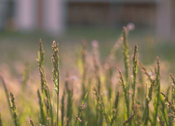 Close-up of plants growing on field