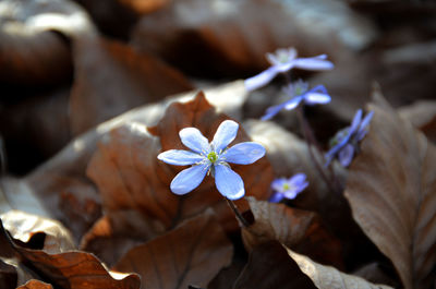 Close-up of white flowering plant