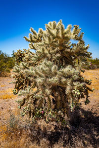 Cactus growing on field against clear blue sky