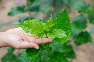 Close-up of hand holding leaves