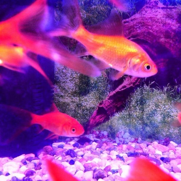 animal themes, underwater, fish, animals in the wild, swimming, sea life, wildlife, undersea, aquarium, water, fish tank, one animal, animals in captivity, school of fish, indoors, coral, sea, nature, aquatic