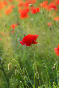 Close-up of red poppy flower