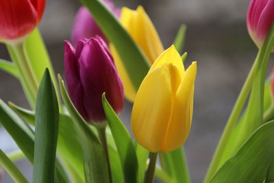 Close-up of yellow tulips