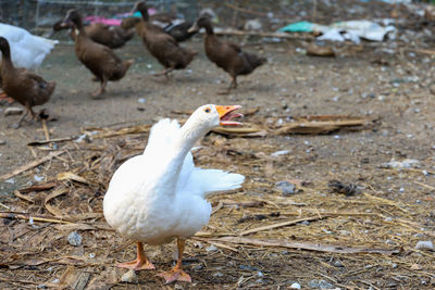 Close-up of birds on land