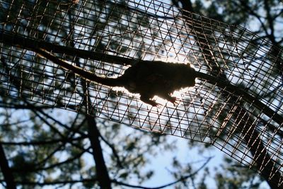 Low angle view of a bird on tree