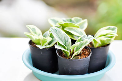 Close-up of potted plant