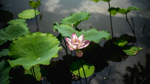 Close-up of pink rose flowers in water