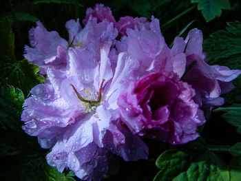 Close-up of wet purple flowers