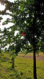 Trees and plants growing on field