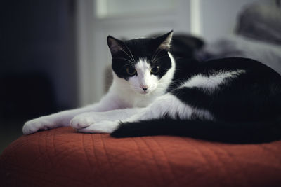 Portrait of cat relaxing on bed at home