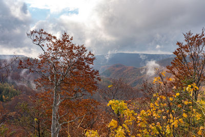 Scenic view of trees against sky during autumn