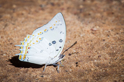 High angle view of butterfly on leaf