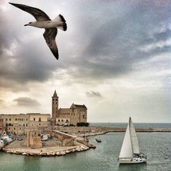 Seagulls flying over sea