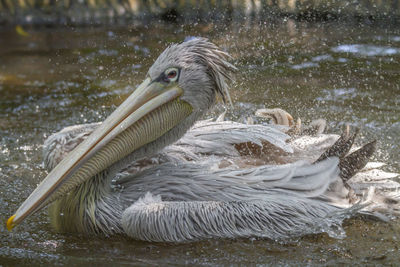 Duck swimming in lake