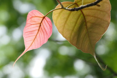 Close-up of autumnal leaves on plant