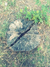 High angle view of tree stump on field