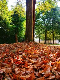 Autumn leaves on fallen tree