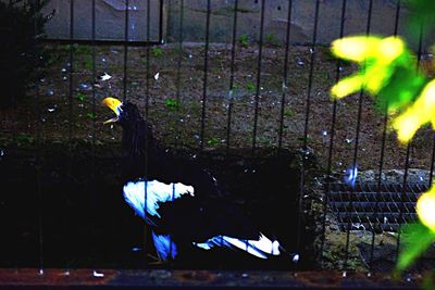 Multi colored leaves